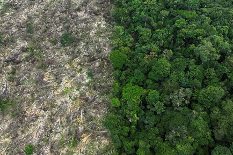 ارتفاع خسائر الغابات الاستوائية في 2022