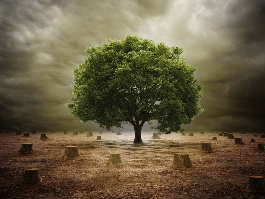 المفوضية الأوروبية تتعهد بزراعة 3 مليارات شجرة بحلول 2030