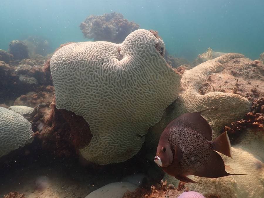 عملية "تبييض" ضخمة للشعب المرجانية