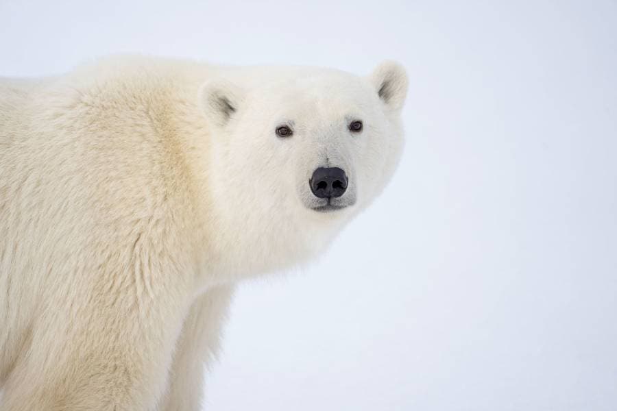 الغازات الدفيئة والاحتباس الحراري يهددان حياة الدب القطبي