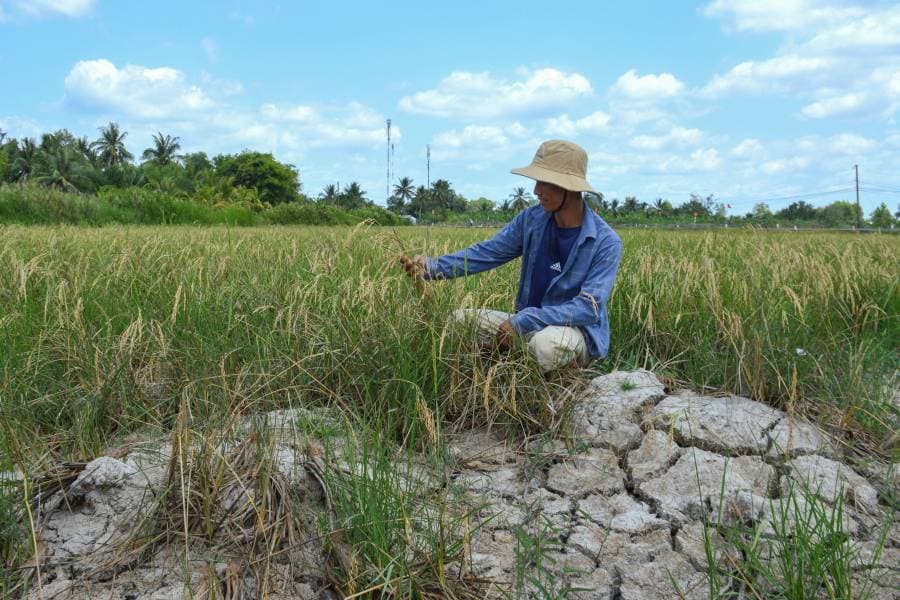 من محاصيل الأرز الفيتنامي مهددة بارتفاع منسوب المياه المالحة