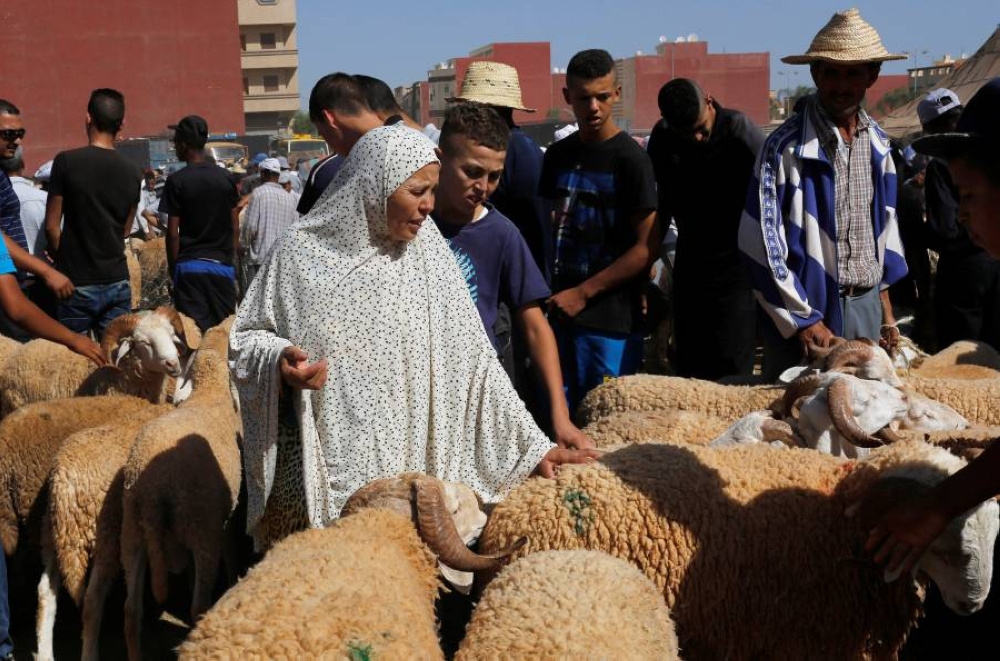 انخفاض عدد رؤوس الماشية والأغنام في المغرب بسبب الجفاف