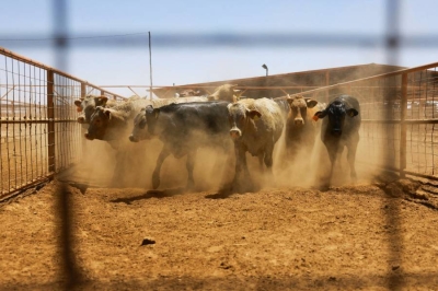 الولايات المتحدة تعلّق واردات الماشية والخيول من المكسيك