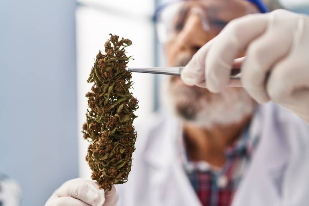 تصل إلى 1000%.. طفرات غير مسبوقة في الطلب على منتجات القنب الطبية بألمانيا 