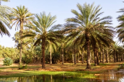 واحة جمنة التونسية تقدم نموذج عالمي ناجح للإدارة المجتمعية للموارد