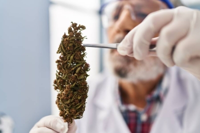 تصل إلى 1000%.. طفرات غير مسبوقة في الطلب على منتجات القنب الطبية بألمانيا 