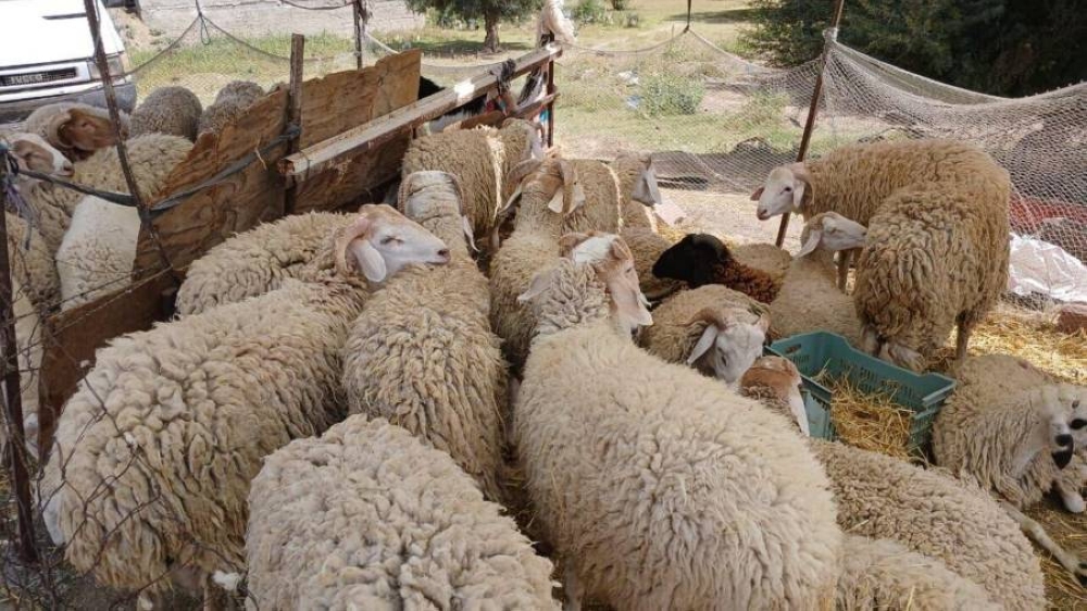 أسعار الخرفان الحية 2025