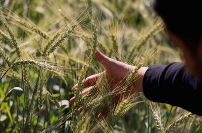 &laquo;حلول زراعية مبتكرة ذكية مناخياً&raquo; لدعم صغار المزارعين جنوب مصر