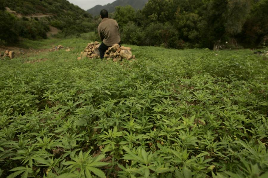 بعد التقنين.. زيادة مساحة زراعة القنب في المغرب عشرة أضعاف خلال عام