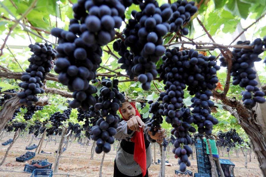 أزمة الشحن بالبحر الأحمر تعبر بالعنب المصري إلى بريطانيا وروسيا