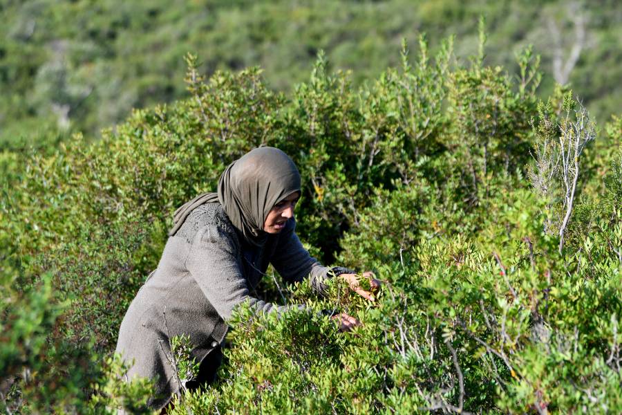 الجفاف يهدد سبل معيشة جامعات الأعشاب التونسيات (أ ف ب)